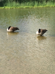 Branta canadensis
