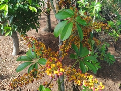 Heptapleurum arboricola