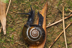 Macrochlamys superlita