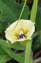 Physalis virginiana