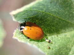 Hippodamia convergens