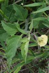 Physalis virginiana