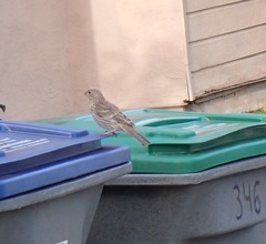 Haemorhous mexicanus