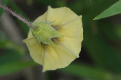 Physalis virginiana