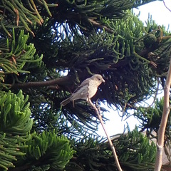 Haemorhous mexicanus