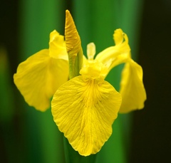 Iris pseudacorus