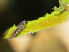 Platycheirus trichopus