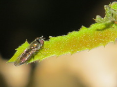 Platycheirus trichopus