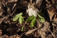Oxalis obtriangulata