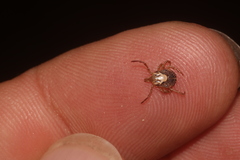 Amblyomma cajennense