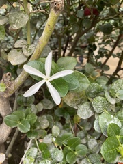 Magnoliopsida