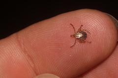 Amblyomma cajennense