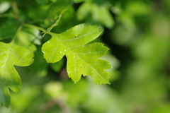 Crataegus × media