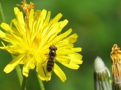 Platycheirus trichopus