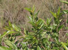 Ficus ingens