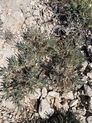 Astragalus tragacantha