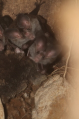 Chrotopterus auritus