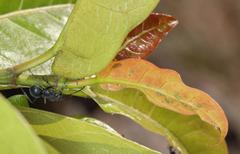Ficus ingens