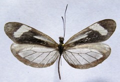 Dismorphia theucharila fortunata