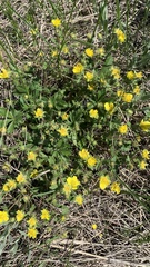 Potentilla humifusa