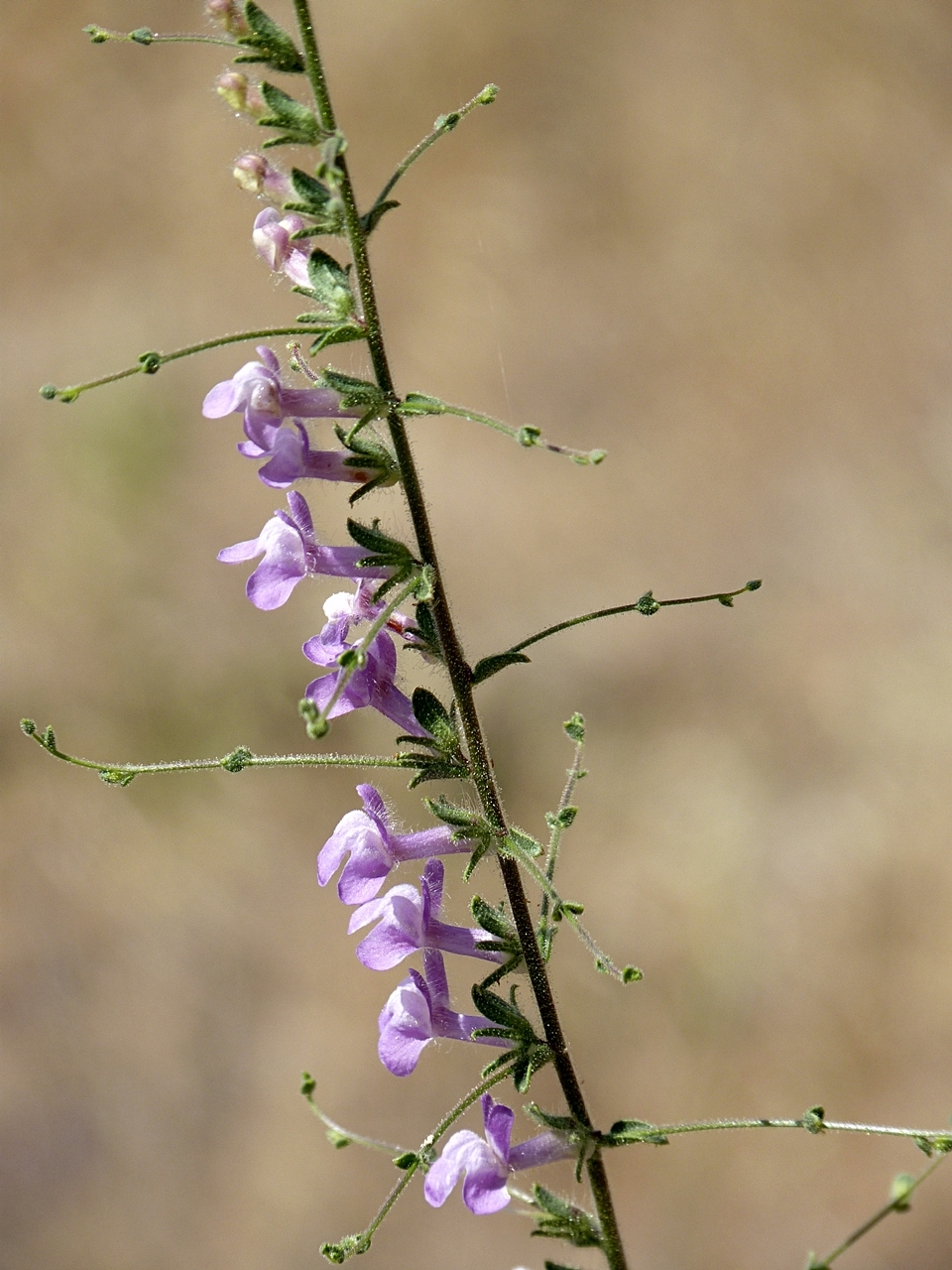 Sairocarpus vexillocalyculatus
