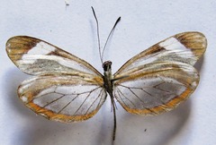 Dismorphia theucharila fortunata