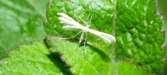 Pterophorus niveodactyla