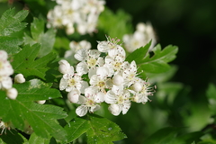 Crataegus × media