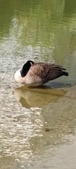 Branta canadensis