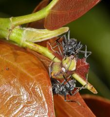 Ficus ingens