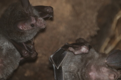 Chrotopterus auritus
