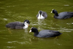 Fulica atra