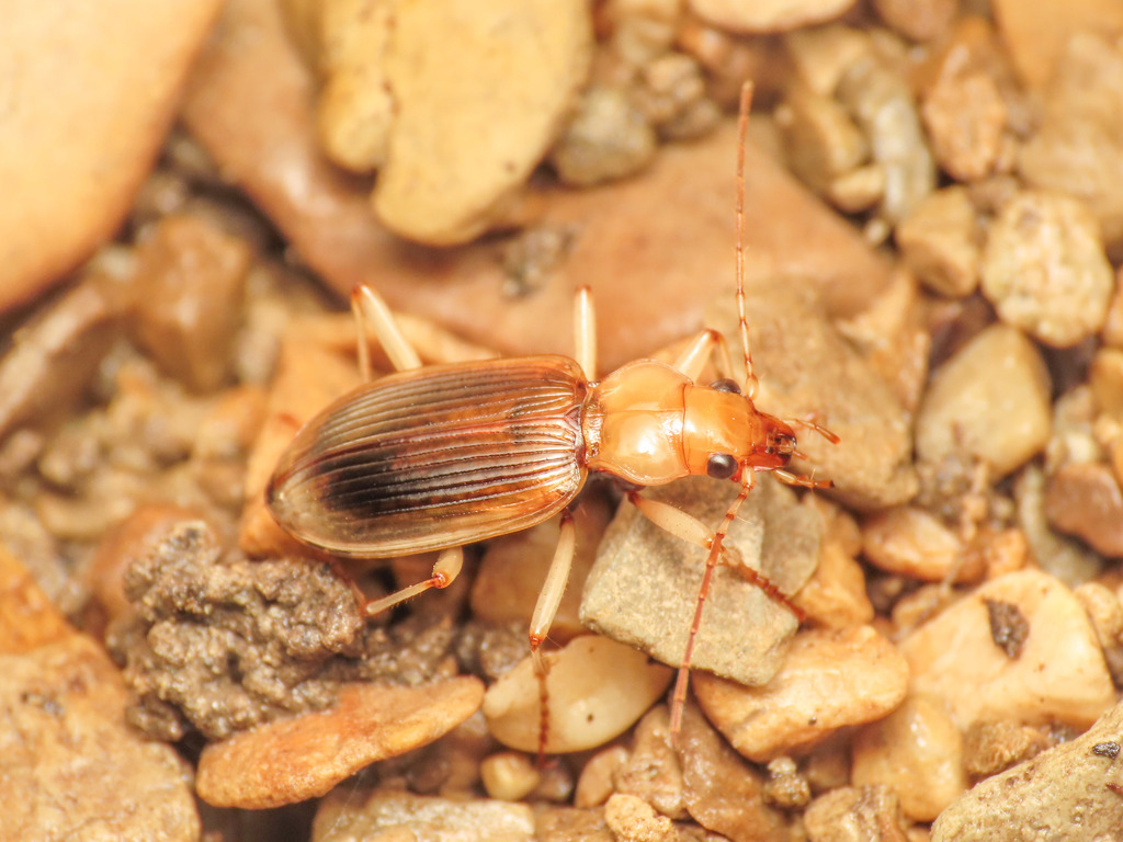 Nebria psammodes