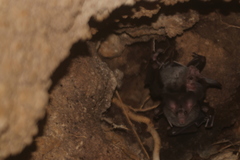 Chrotopterus auritus