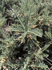 Astragalus tragacantha