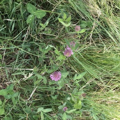 Trifolium pratense