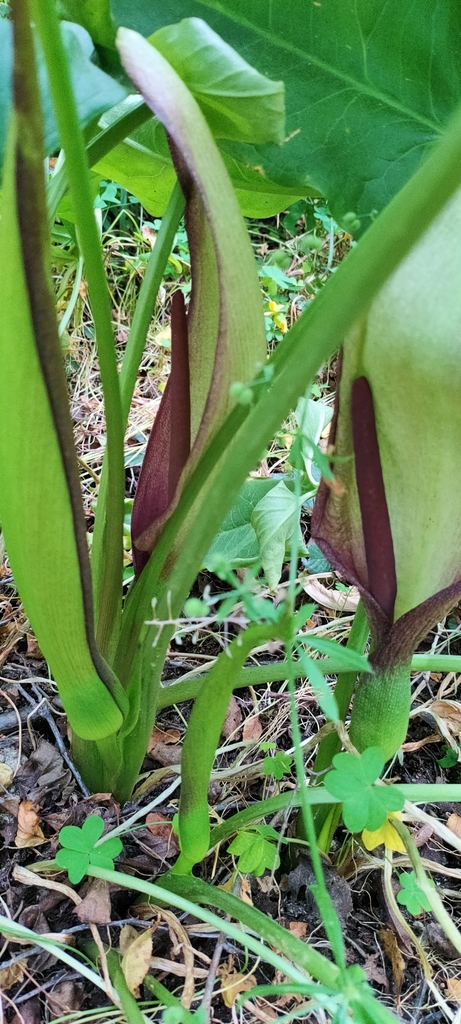 Sintenis arum