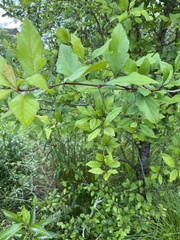Crataegus opaca