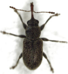 Rhinorhynchus rufulus