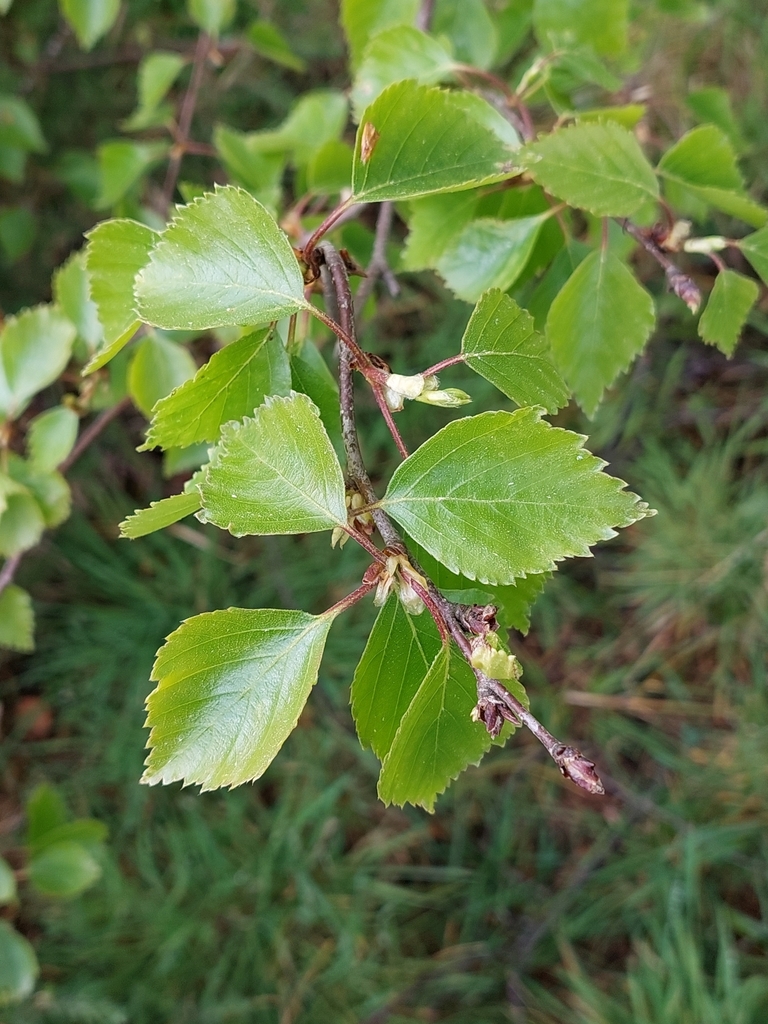 Betula Aurata From Formby Liverpool L Ps Uk On May At Pm By Mary Dean