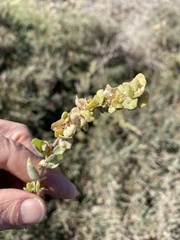 Atriplex lindleyi