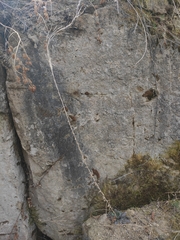 Arabis sagittata borealis