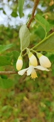 Styrax officinalis