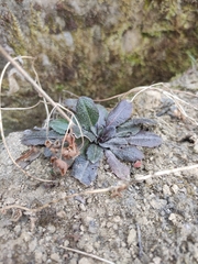 Arabis sagittata borealis
