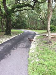 Meleagris gallopavo osceola