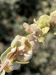 Atriplex lindleyi