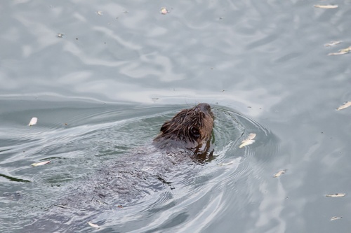 American Beaver photographed in Kentucky