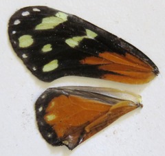 Napeogenes tolosa tolosa