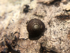 Cryptomastix germana