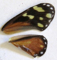 Napeogenes tolosa tolosa